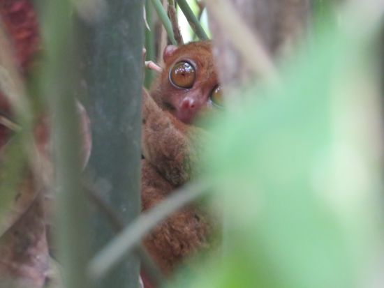 Zuerst geht es - nach einer etwa 1-stündigen Fahrt - zum Philippine Tarsier Sanctuary, wo auch wirklich die winzigen Äffchen versteckt in Bäumen schlafen - gut bewacht von jeweils einem Angestellten.