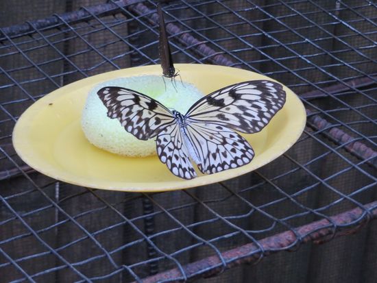 ... zur Butterfly-Farm und zur Super-Schlange ...