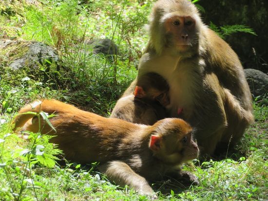 ... und eher ängstliche Affen im Park.