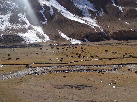 Hinter dem Paß wird es beschaulich. Yaks weiden auf den braunen Wiesen.