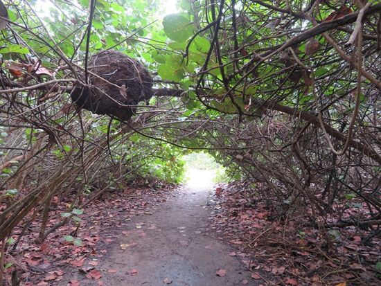 Frohen Mutes geht es durch den Urwald ...