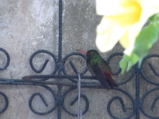 ... wo auch wirkliche viele Colibris herumfliegen ...