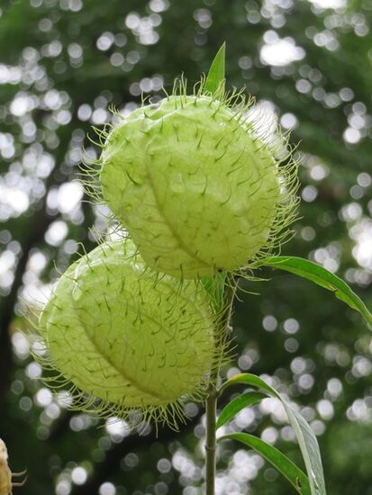 Am nächsten Tag besuchen wir den Botanischen Garten von Medellin (Eintritt frei) nahe der Universität und anschließend - weil das Planetarium geschlossen ist - den Parque Norte, ein merkwürdiges Gemisch aus Park und Spaßbad.