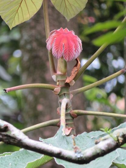 Der Botanischen Garten lohnt sich, ein ruhiger Fleck mitten in Medellin ...