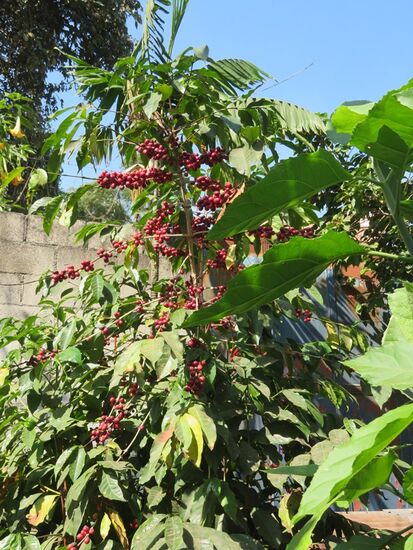 ... das ist Kaffee ...