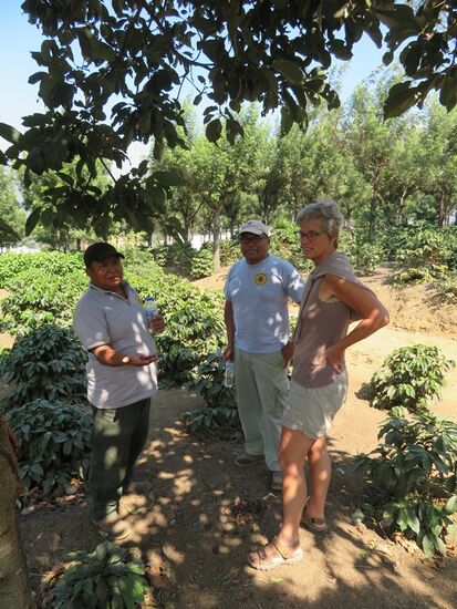 ... dann einige km laufen in ein kleines Dorf. Hillo fachsimpelt mit den Kaffee-Experten ...