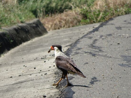 ... Vögel kreuzen unseren Weg ...