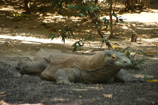 Komodo-Waran