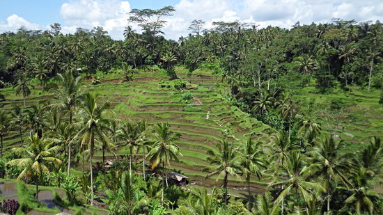 Die atemberaubenden Reisterassen, einfach wunderschön.