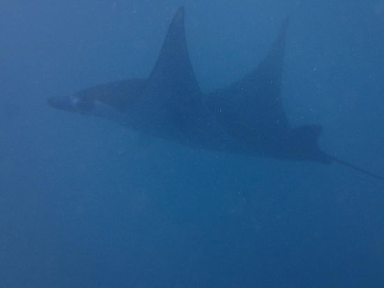 Manta   