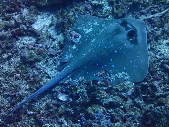 Blaupunkt-Stachelroche