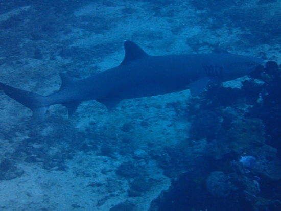 Weissspitzen Riffhai