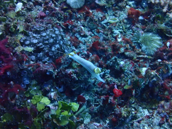 Schnecke, winzig klein.