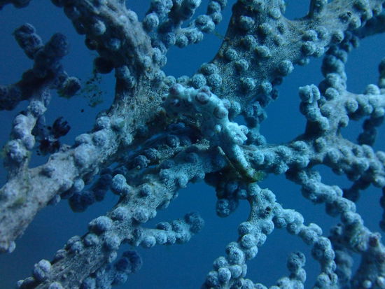 Pygmäen Seepferdchen