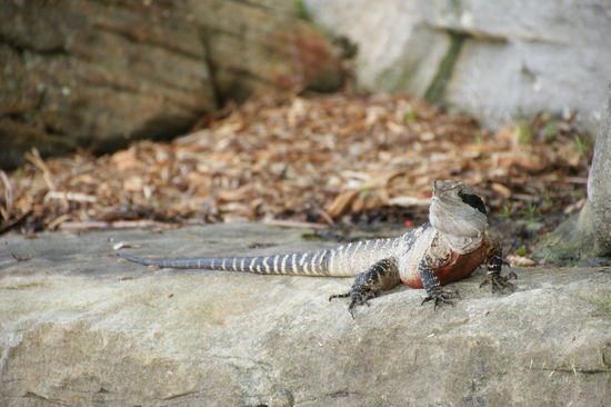 Australischer Water Dragon