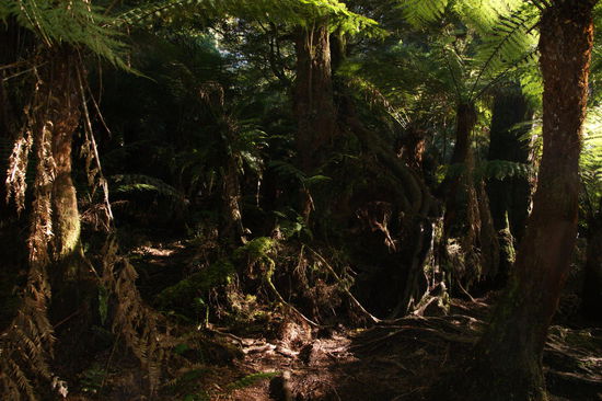 Maits-Rest Regenwald