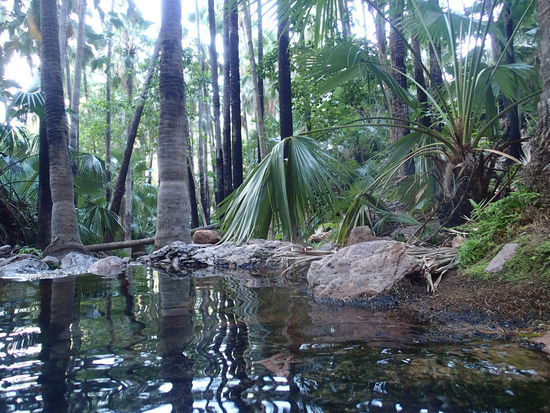 Zebedee Hot Springs, wir genossen das 28-32° warme Wasser.