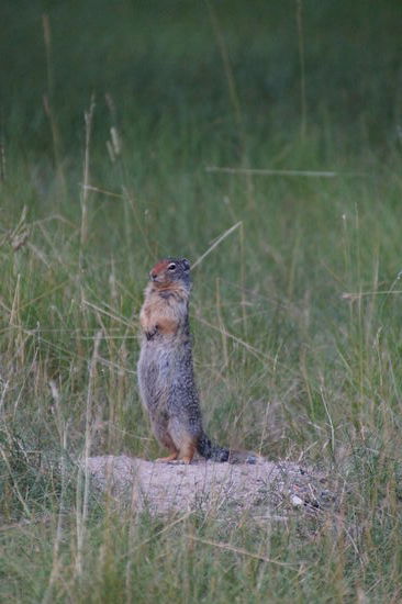 Einer unserer Nachbarn auf dem Campingplatz 