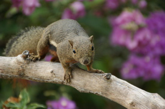 Auch andere Tiere hatten Hunger...