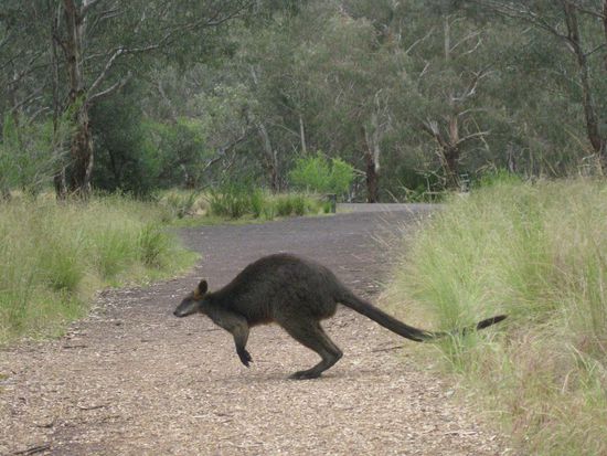 ich hatte eine erste Begegnung mit einem Wallaby in freier Natur!