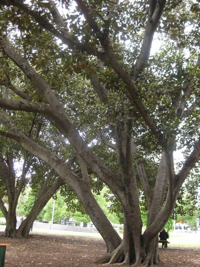 das sind übrigens Gummibäume