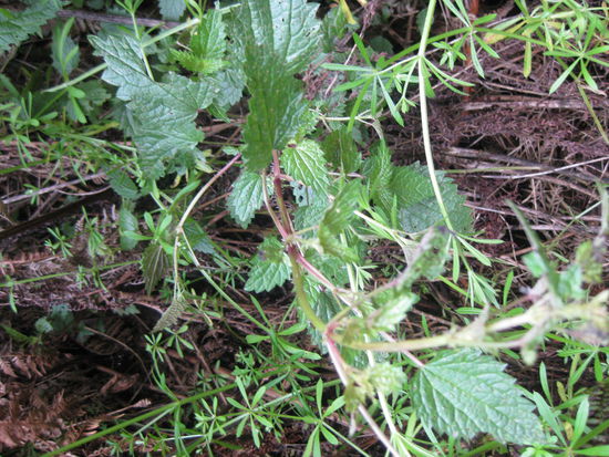 ... die vielleicht einzige Brennnessel Australiens   - das Beweisfoto -