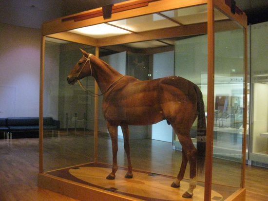 Und hier steht auch der richtige Phar Lap - das berühmte Rennpferd