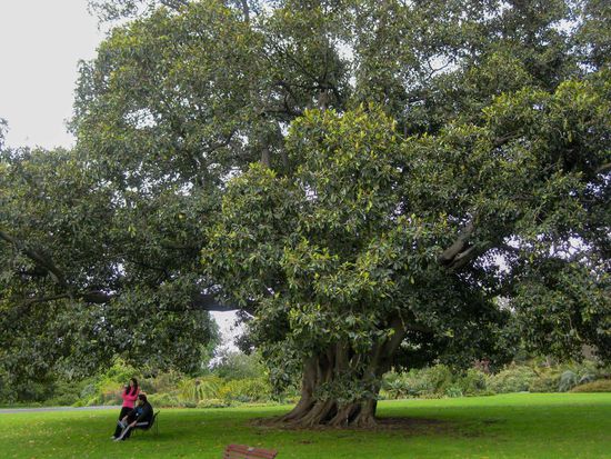 Für mich beeindruckend, wie gross Gummibäume werden