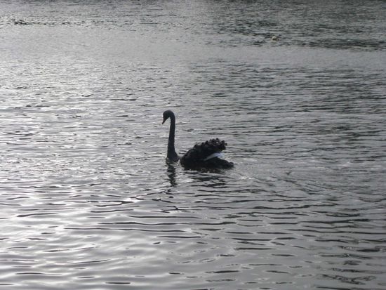 Irgendwie ist hier ja alles anders und so sind natürlich auch die Schwäne meist schwarz