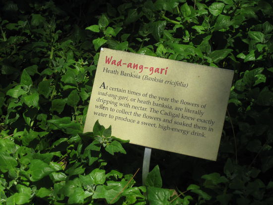 An dieser Pflanze habe ich dann mal genascht!