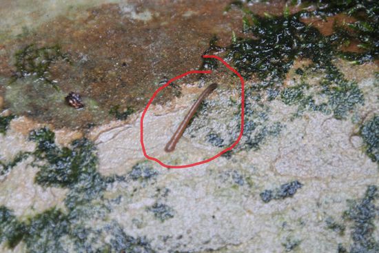 Und hier ist so ein kleines Mistvieh. Leer sehen sie einer Raupe zum Verwechseln ähnlich. Wenn sie einmal mit ihrem Hinterteil angedockt hatten, mussten man schon rohe Gewalt anwenden, um sie wieder loszuwerden. Sie können übrigens unglaubliche 30 Jahre alt werden und eine Blutmahlzeit im Jahr reicht zum Überleben aus - unsere Exemplare waren so gierig, dass sie scheinbar schon lange niemanden mehr zum Aderlass da hatten.