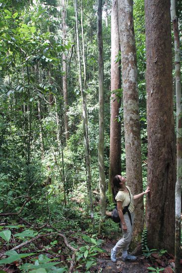 ...ging es durch den Dschungel...