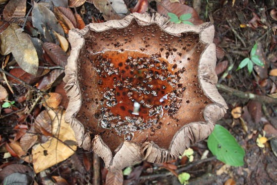 Im Dschungel ist ja bekanntlich alles etwas größer, so auch dieser Pilz von ca. 20 cm Durchmesser.