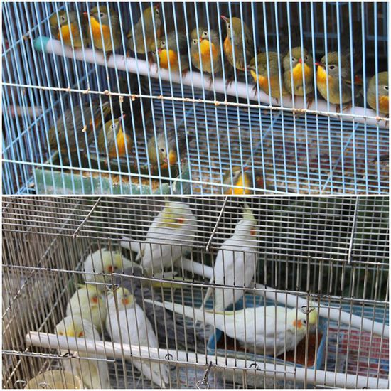 Der Legende nach kaufen sich Hong Kong Chinesen gerne am Sonntag einen Vogel und gehen mit ihm im Käfig spazieren.