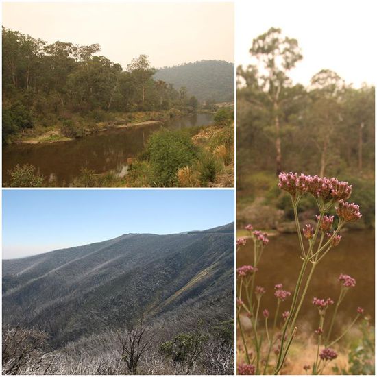Typische Begleiter beim "aus dem Fenster schauen" sind leider auch tote Bäume. Diese rühren vom Black Saturday 2009, als der Staat Victoria von verheerenden Waldbränden heimgesucht wurde, bei denen 178 Menschen ums Leben kamen und 1800 Häuser zerstört wurden. 130.000 Hektar Waldfläche wurden vernichtet, größer als das Saarland. Ganz langsam scheint sich die Natur nun wieder zu erholen.