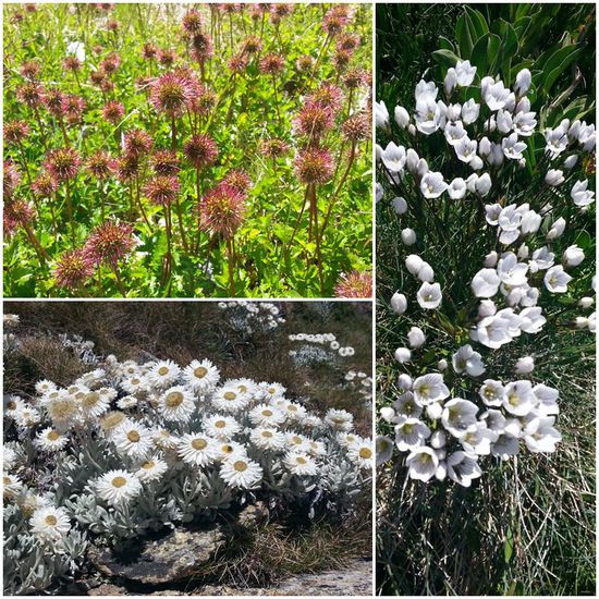 Alpen-Blümmelscher.....