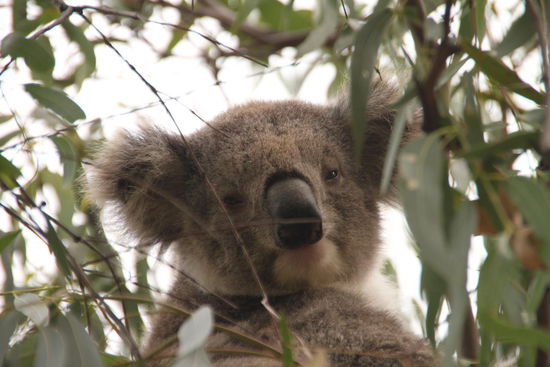 Vorbild für die Steiff Teddys