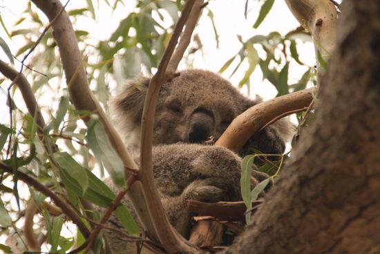 Der iss aber auch einfach süß!