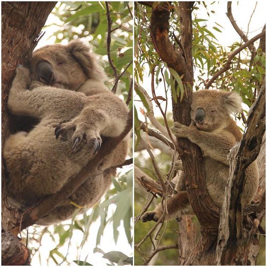 Freddy Krüger Koala