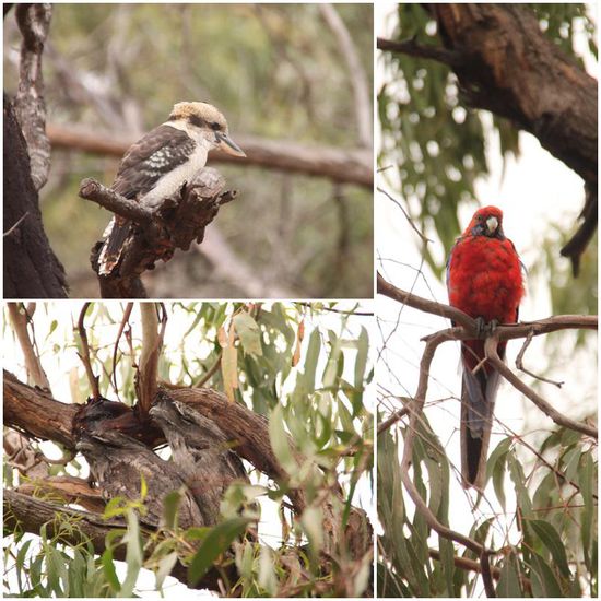 Oben links: Der lachende Hans - trägt seinen Namen wirklich zu Recht
Unten links: Kein Ast, sondern zwei Eulenschwalme - nachtaktiv und daher mit den Koalas am Dösen
Rechts: Pennantsittich