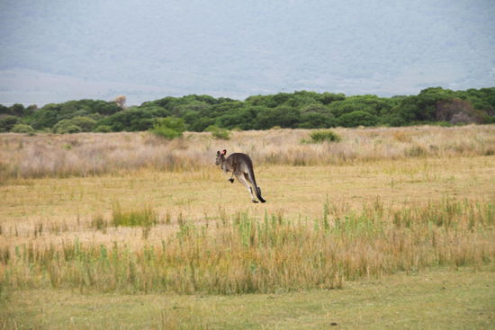Laß mir doch die Ruhe!
Da hoppel ich mal weg!
