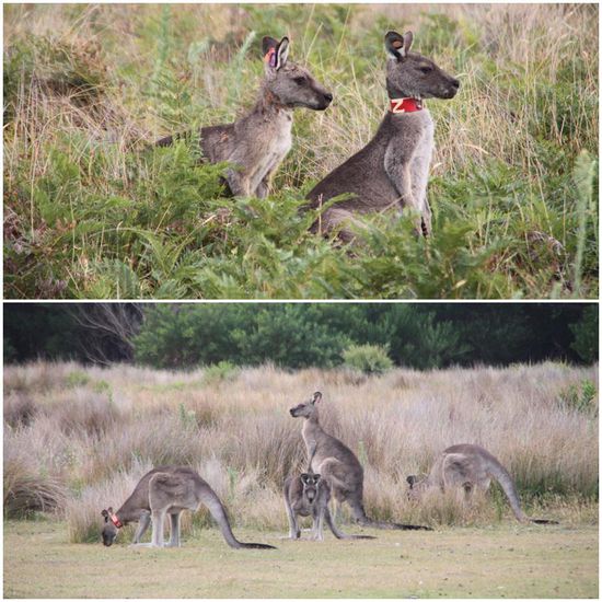 Kängurus sind keine Einzelgänger