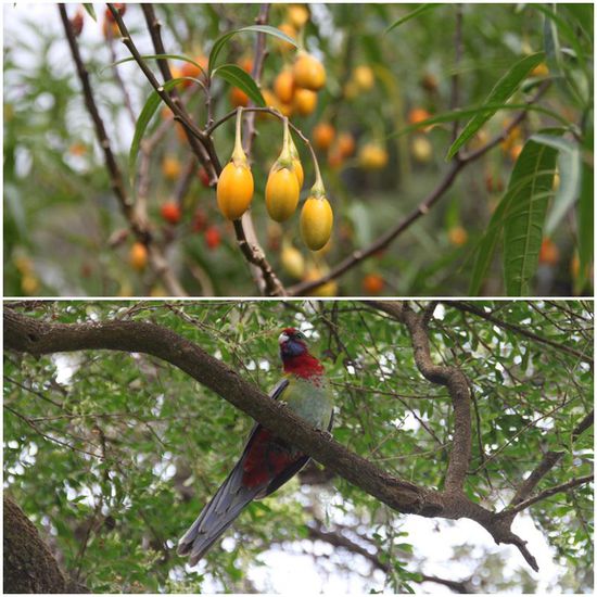 Wunderschöne Vögel gab es bisher auf jeder Etappe