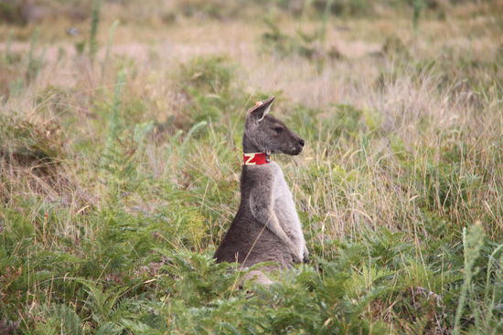 In Deutschland gibt's die Heidi Klum mit den "Next Topmodels" und hier gibt's den ersten Bewerber für "Wannabe Australias next Wallaby" 
Brust raus - Bauch rein - so gut es eben geht. Und wenn's nix wird, bleibt immer die Rolle als Zorro.