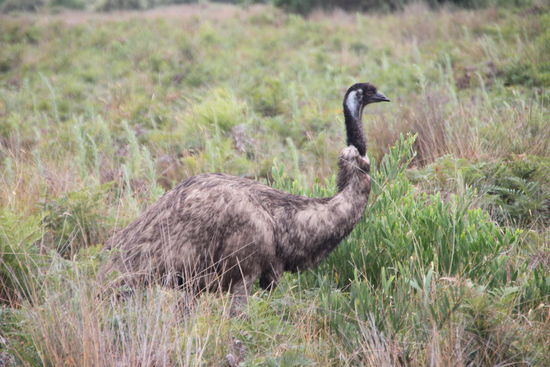 Emu