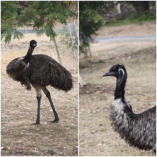 Der Emu kann zwar nicht mehr fliegen, aber dafür mit knapp 50 km/h durch die Stadt rennen. Sehr clever!
Könnte er nämlich mehr als 50 Sachen machen, würde das auf die Dauer in Australien ganz schön teuer werden... 