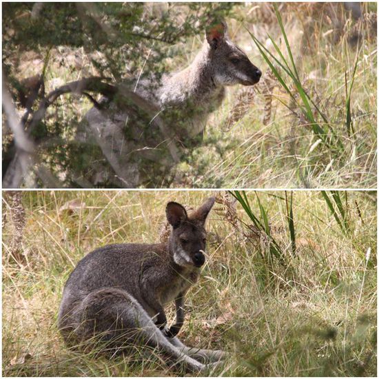 Unser erstes Wallaby, eventuell ein sogenanntes Rotnackenwallaby.
Wallabys gehören zur Familie der Kängurus, sind aber deutlich kleiner und wie wir finden auch eine Ecke niedlicher, als die großen Verwandten.