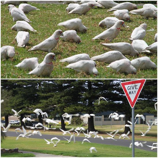 Unzählige Nasenkakadus in einem Wohngebiet an der Great Ocean Road
Erst als sie allen Fahrzeugen wie es sich gehört Vorfahrt gewährt hatten, sind sie in die Luft gegangen...