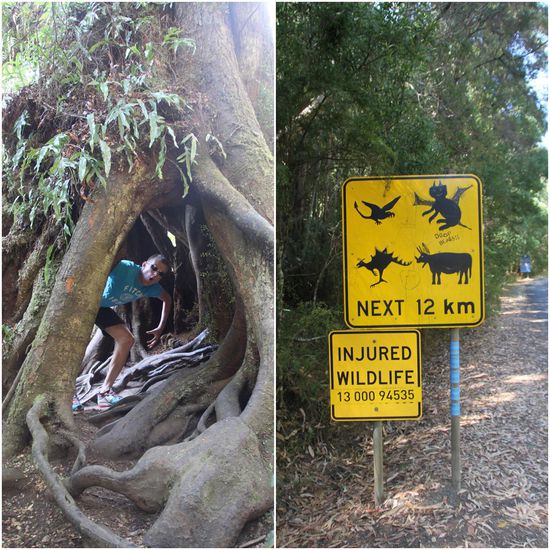 In Australien gibt es einfach die exotischsten Tiere!