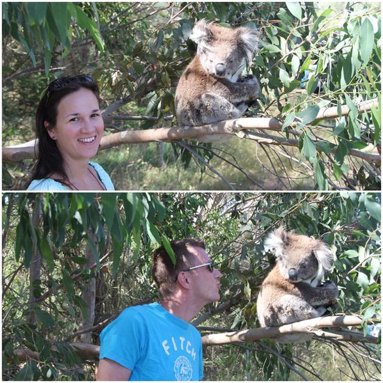 Knuddeln und knutschen
Spätestens jetzt war dem Koala klar:
Das ist ein gebrauchter Tag! 
Morgen geh ich wieder in einen Baum weit weg von der Straße!